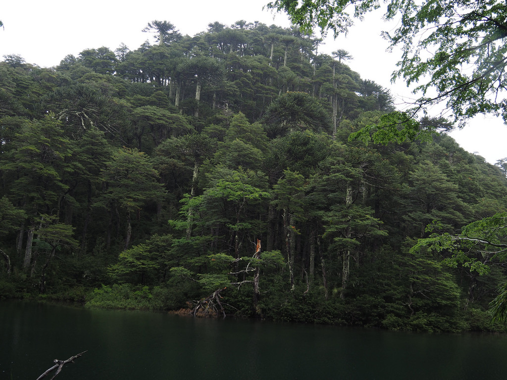 Collentañe, Araucanía, Chili. 13 décembre 2017, 12:01.© Tobias Bührer 2017