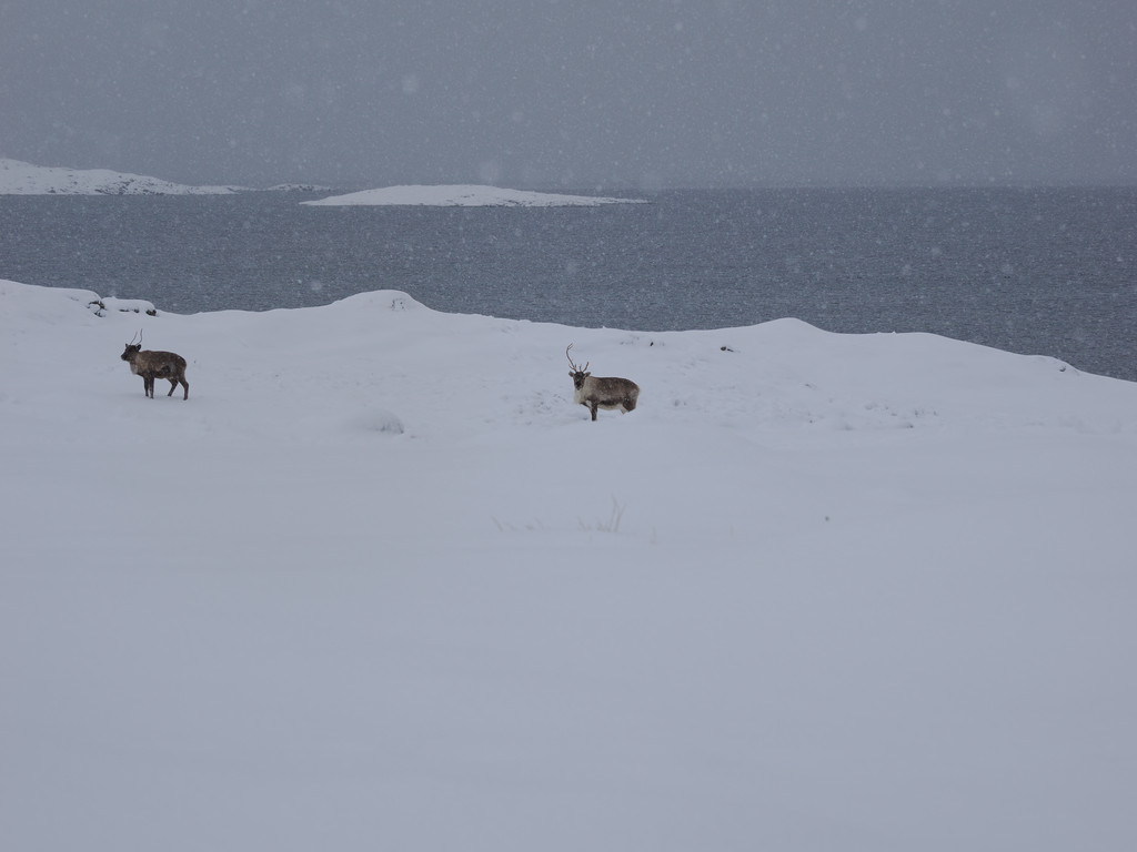 Hofsøy, Stonglandseidet, Troms, Norvège. 27 mars 2025, 11:28.© Tobias Bührer 2025
