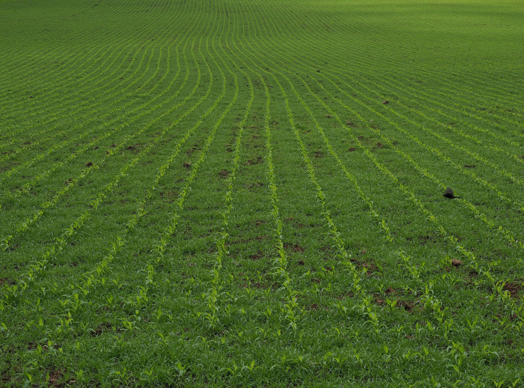 Ponta, Pedregulho, Azores - São Jorge, Portugal. 29 juin 2025, 14:18.© Tobias Bührer 2025