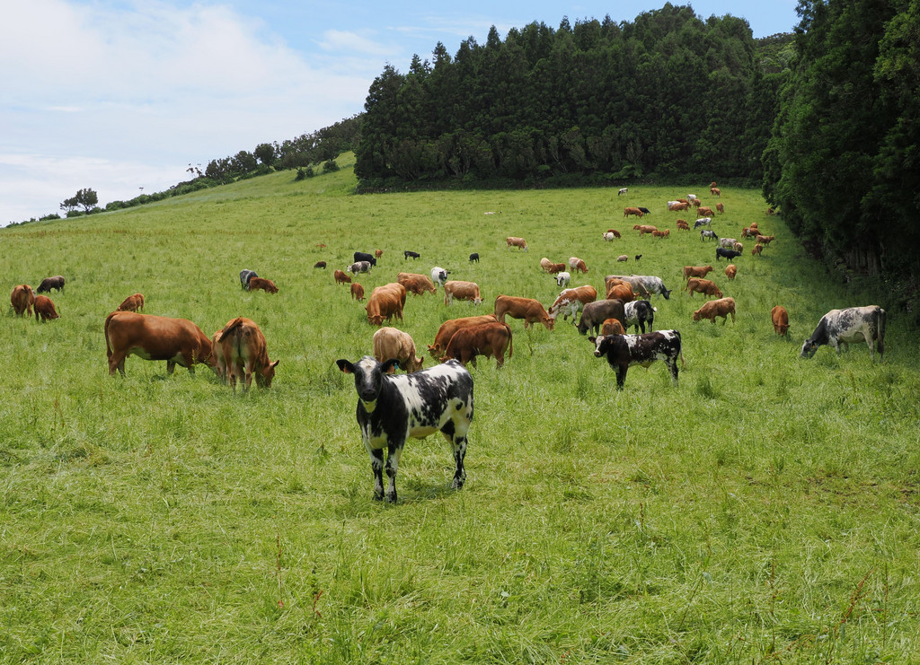 Reserva Florestal das Sete Fontes, Pedregulho, Azores - São Jorge, Portugal. 29 juin 2025, 14:45.© Tobias Bührer 2025