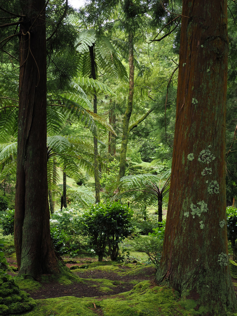 Reserva Florestal das Sete Fontes, Pedregulho, Azores - São Jorge, Portugal. 29 juin 2025, 14:53.© Tobias Bührer 2025