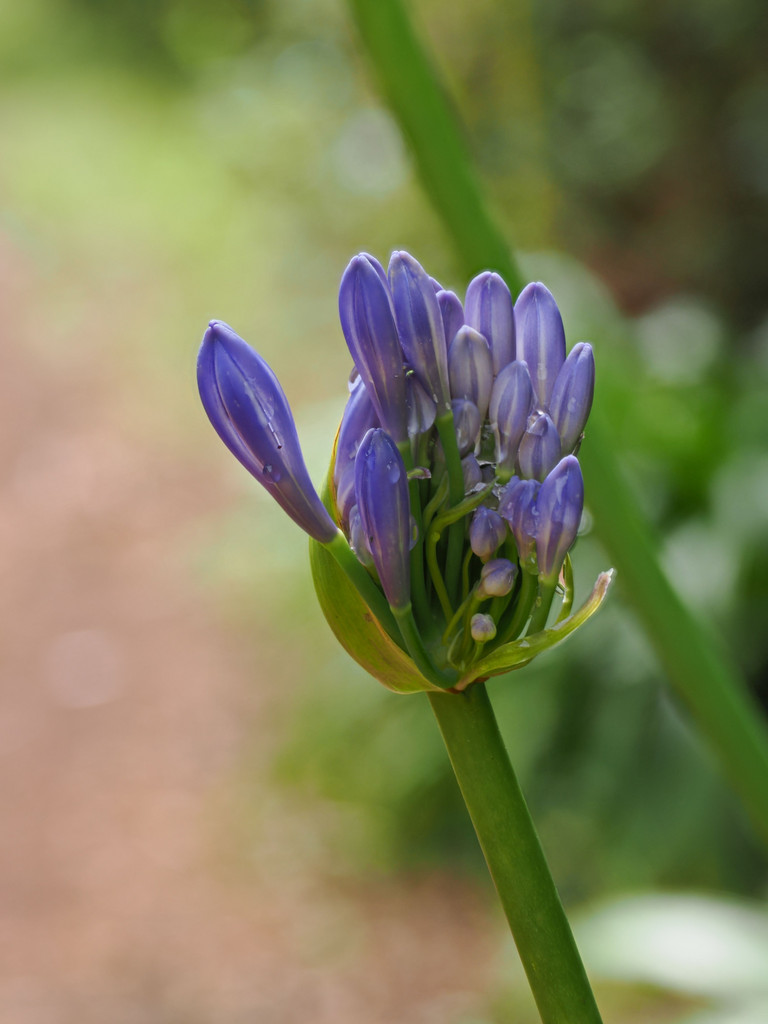 Ponta, Pedregulho, Azores - São Jorge, Portugal. 29 juin 2025, 15:24.© Tobias Bührer 2025