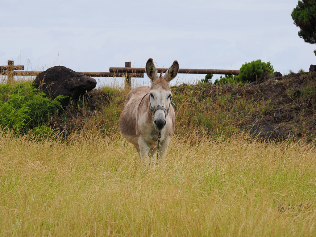 Fajã do Ouvidor, Fajã de Além, Azores - São Jorge, Portugal. 30 juin 2025, 08:50.© Tobias Bührer 2025