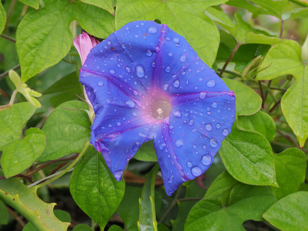 Fajã da Caldeira de Santo Cristo, Ribeira Acima, Azores - São Jorge, Portugal. 30 juin 2025, 11:51.© Tobias Bührer 2025