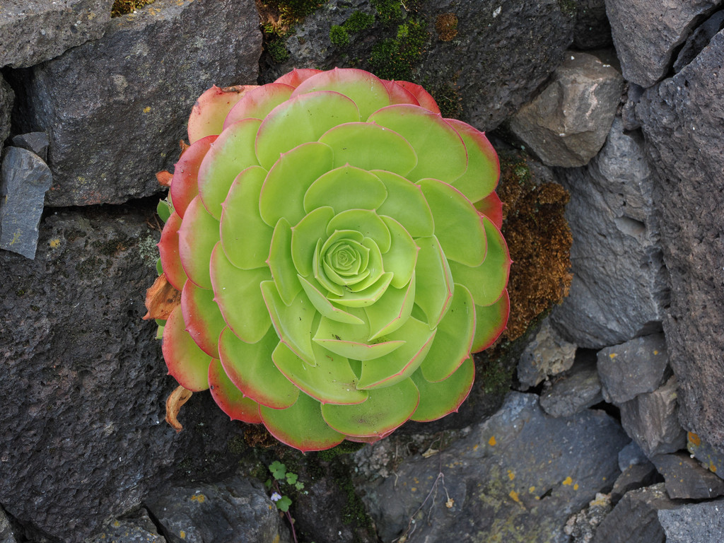 Fajã dos Bodes, Grotão Seco, Azores - São Jorge, Portugal. 1 juillet 2025, 11:25.© Tobias Bührer 2025