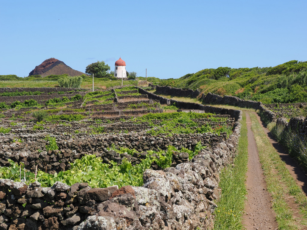 Funchais, Graciosa, Azores, Portugal. 2 juillet 2025, 11:20.© Tobias Bührer 2025