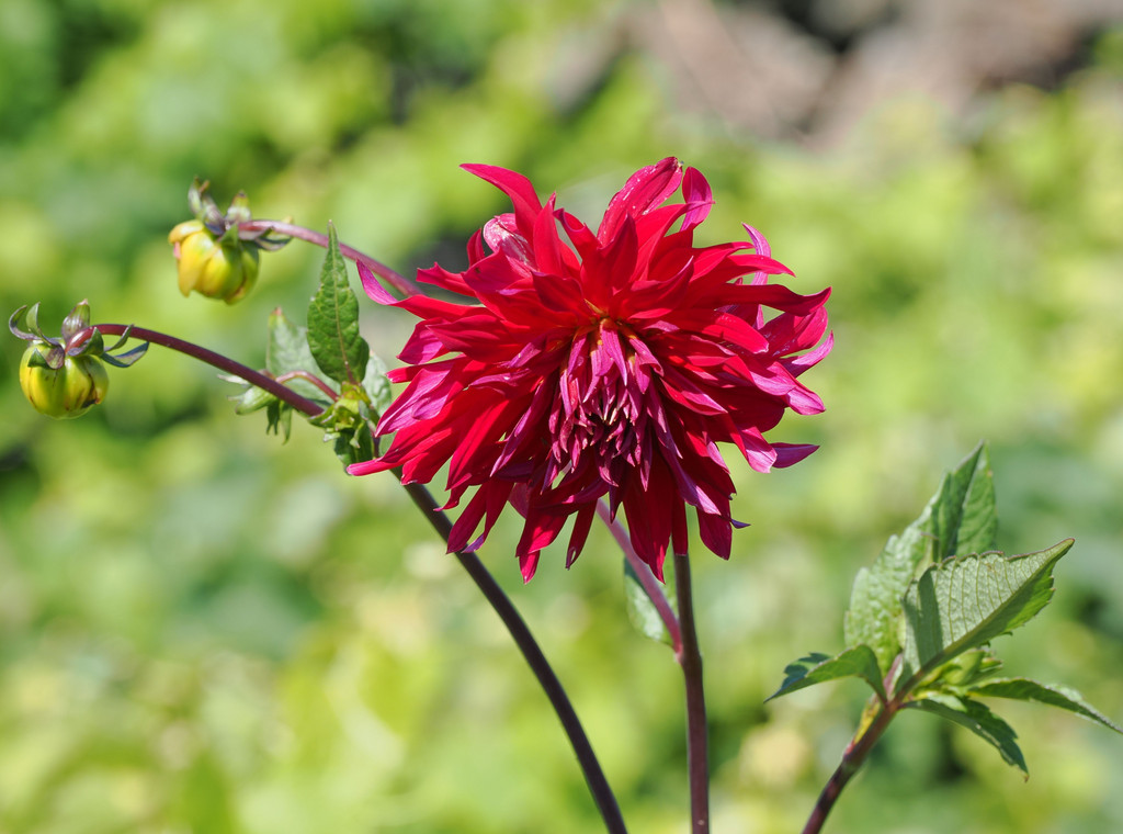 Funchais, Graciosa, Azores, Portugal. 2 juillet 2025, 11:22.© Tobias Bührer 2025