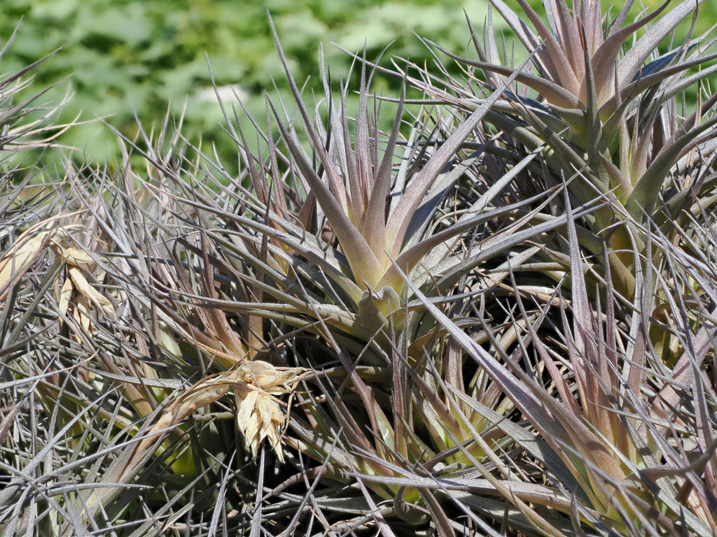 Cruz do Bairro, Graciosa, Azores, Portugal. 2 juillet 2025, 12:02.© Tobias Bührer 2025