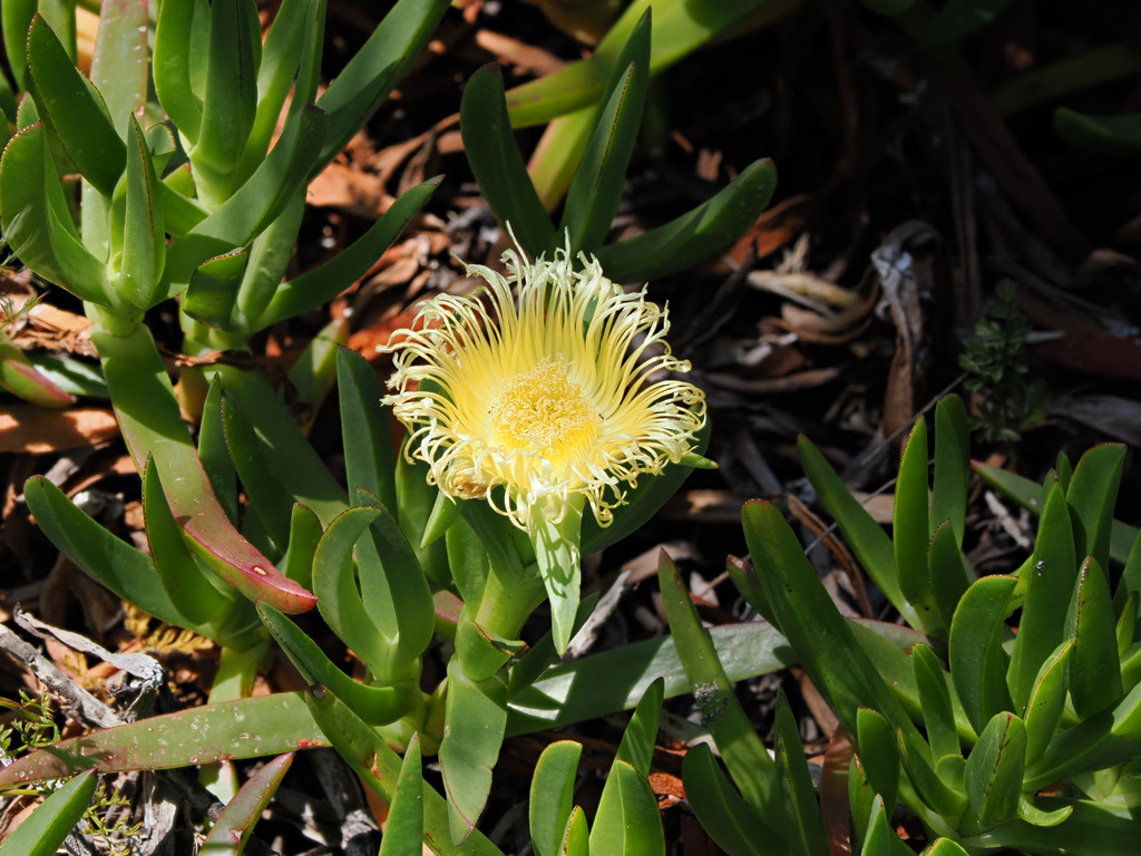 Cruz do Bairro, Graciosa, Azores, Portugal. 2 juillet 2025, 12:25.© Tobias Bührer 2025