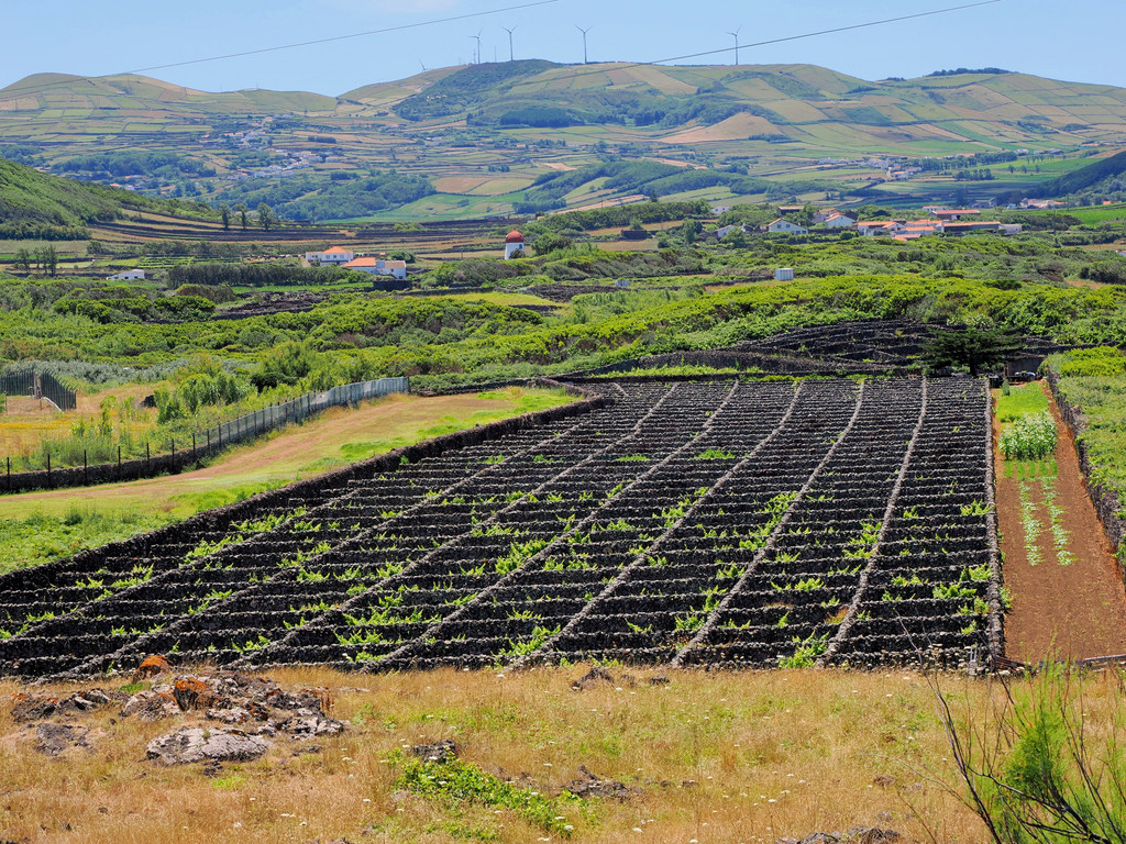 Cruz do Bairro, Graciosa, Azores, Portugal. 2 juillet 2025, 13:15.© Tobias Bührer 2025