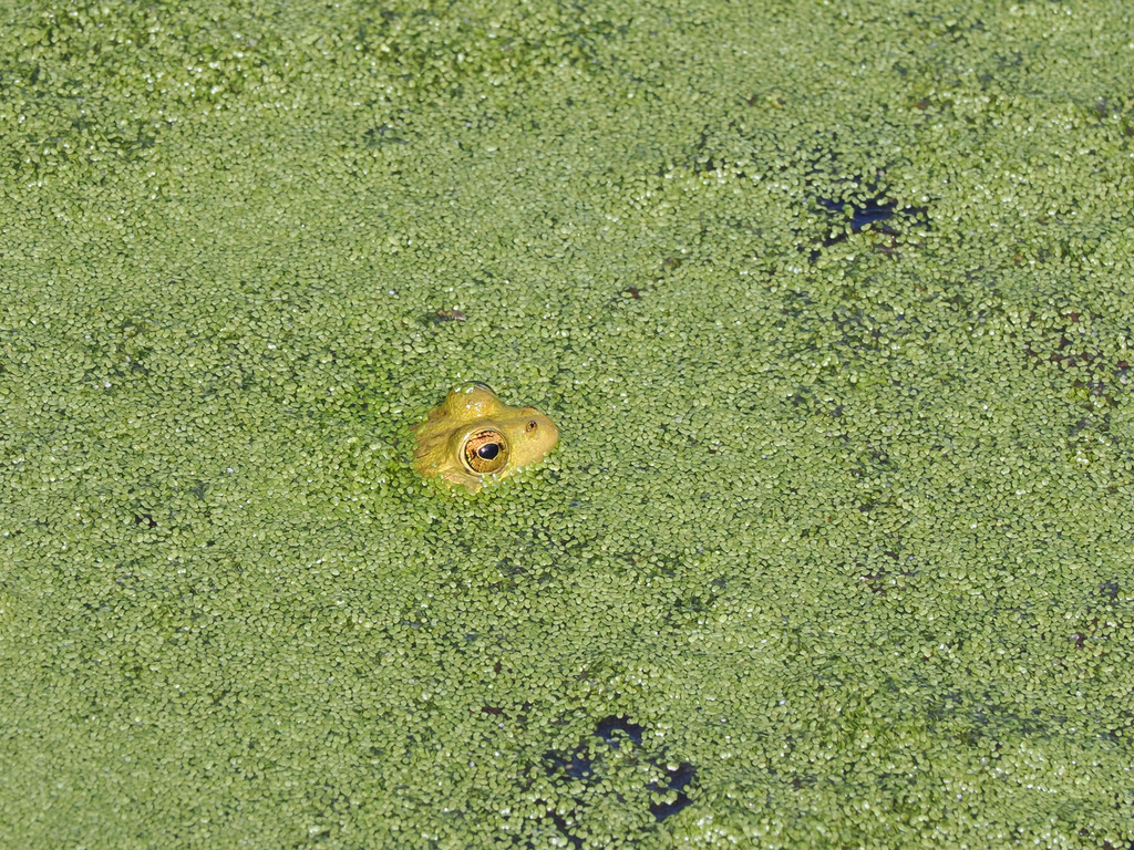 Beco, Graciosa, Azores, Portugal. 3 juillet 2025, 10:17.© Tobias Bührer 2025