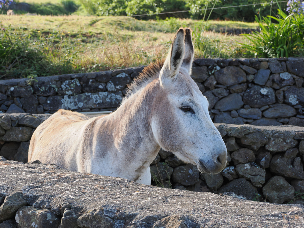 João Gomes, Graciosa, Azores, Portugal. 4 juillet 2025, 08:43.© Tobias Bührer 2025