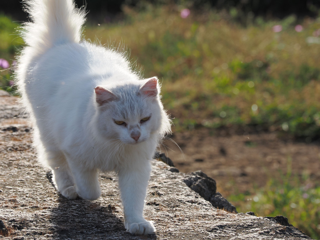 João Gomes, Graciosa, Azores, Portugal. 4 juillet 2025, 08:44.© Tobias Bührer 2025