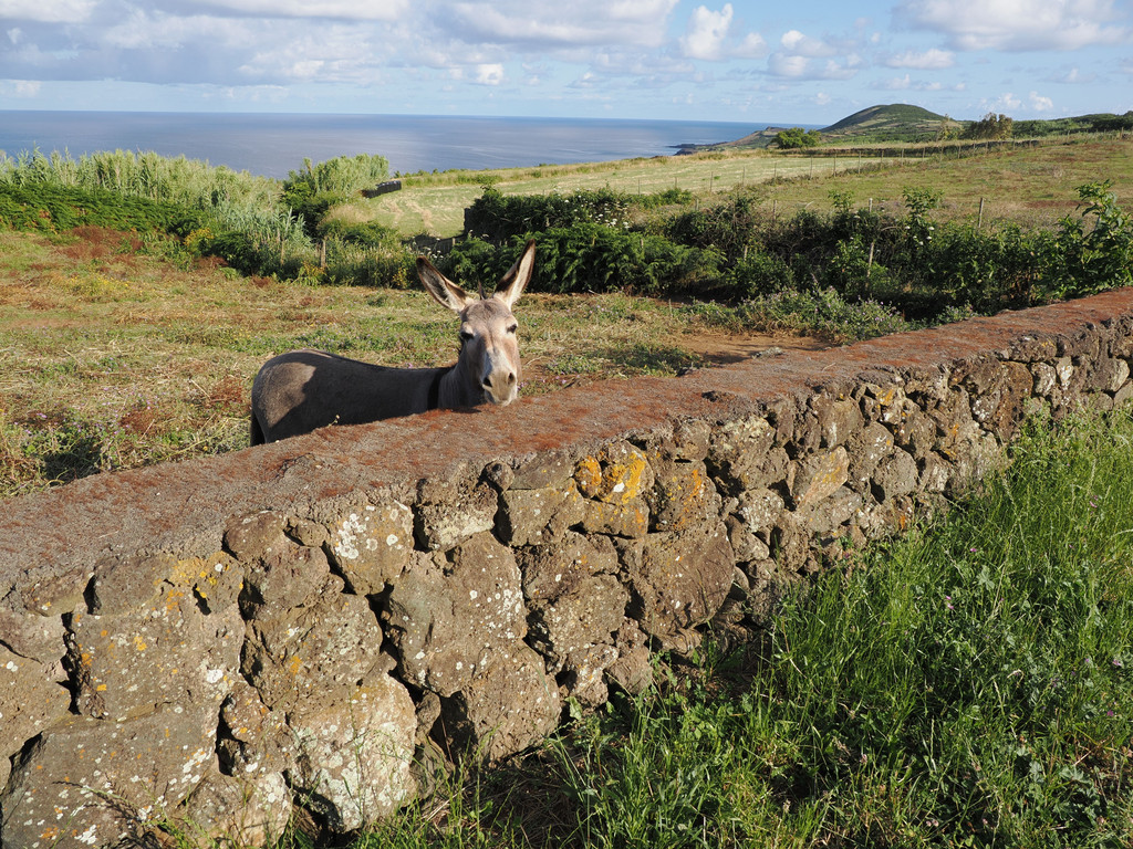 João Gomes, Graciosa, Azores, Portugal. 4 juillet 2025, 08:48.© Tobias Bührer 2025