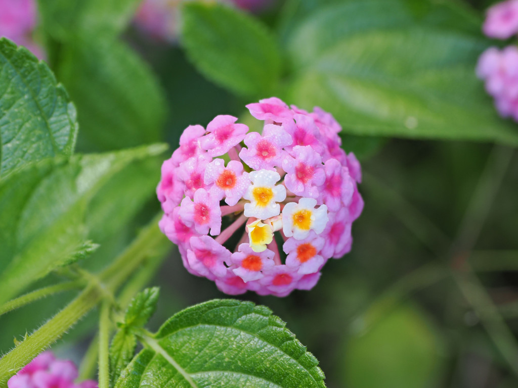 Feiteira, Graciosa, Azores, Portugal. 4 juillet 2025, 10:05.© Tobias Bührer 2025
