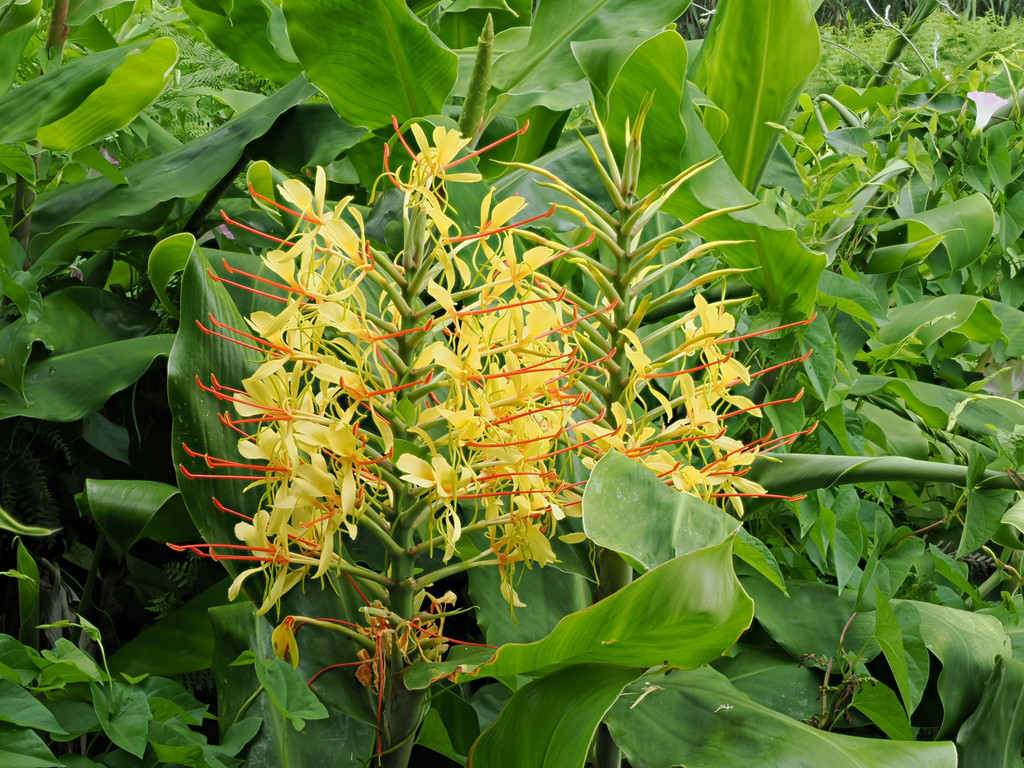 Fajã de Longo Vaz, Outeiro, Açores - Flores, Portugal. 9 juillet 2025, 10:24.© Tobias Bührer 2025