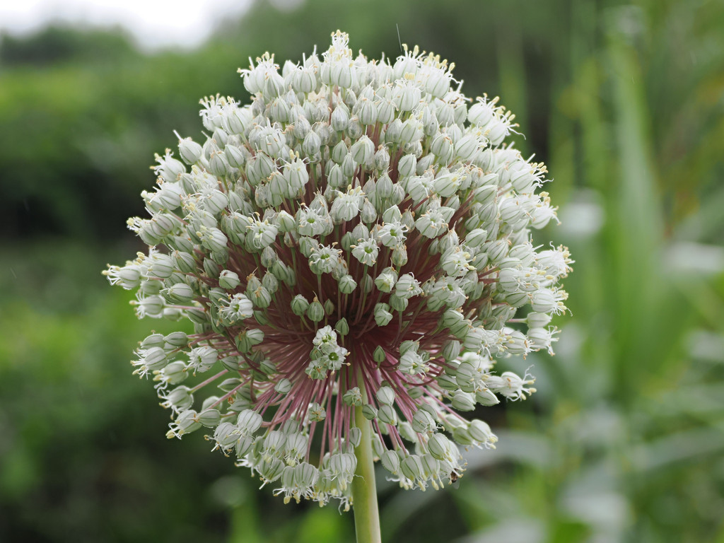 Fajã de Longo Vaz, Outeiro, Açores - Flores, Portugal. 9 juillet 2025, 10:29.© Tobias Bührer 2025