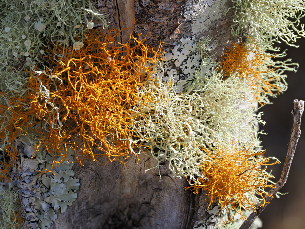 Barreiro da Faneca, Paúl de Cima, Azores - Santa Maria, Portugal. 10 juillet 2025, 10:12.© Tobias Bührer 2025