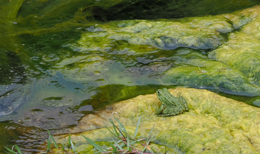 Lapa de Baixo, Lapa de Cima, Azores - Santa Maria, Portugal. 10 juillet 2025, 16:37.© Tobias Bührer 2025