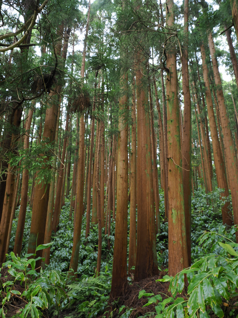 Reserva Florestal do Recreio das Fontinhas, Forno, Azores - Santa Maria, Portugal. 11 juillet 2025, 16:39.© Tobias Bührer 2025