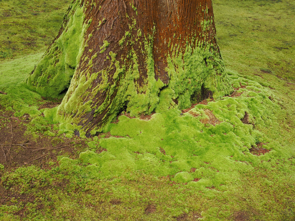 Reserva Florestal do Recreio das Fontinhas, Forno, Azores - Santa Maria, Portugal. 11 juillet 2025, 16:48.© Tobias Bührer 2025