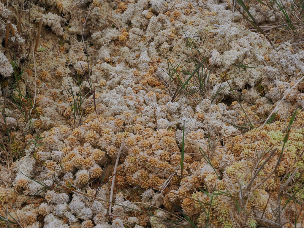 Fajazinha, Fontinha, Açores - Flores, Portugal. 5 juillet 2025, 14:44.© Tobias Bührer 2025