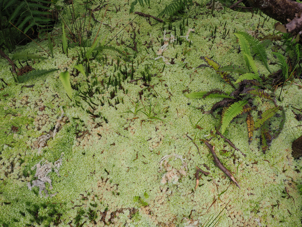 Fajazinha, Fontinha, Açores - Flores, Portugal. 5 juillet 2025, 15:14.© Tobias Bührer 2025